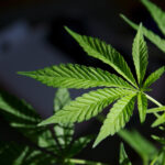 States Are Rejecting the Harm of Marijuana Legalization