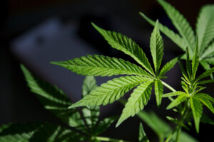 States Are Rejecting the Harm of Marijuana Legalization