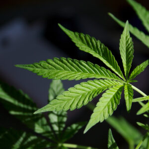 States Are Rejecting the Harm of Marijuana Legalization