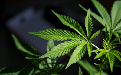 One of the Worst Proposals in the Country: New PA Bill Favors Marijuana Industry Over Families