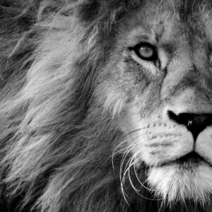 There is a modern crisis of masculinity and the call for men to embrace the often-misunderstood virtue of meekness.