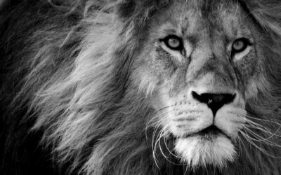 Embracing Authentic Masculinity: A Call for Meekness in a Crisis of Manhood